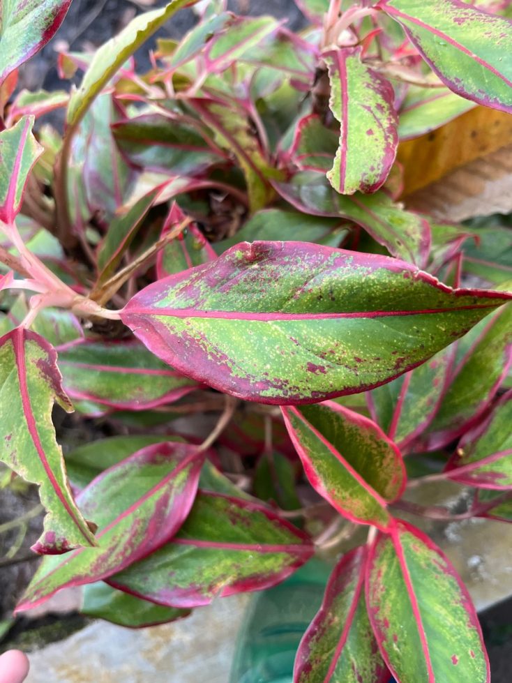 Aglonema