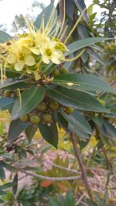 jambu air