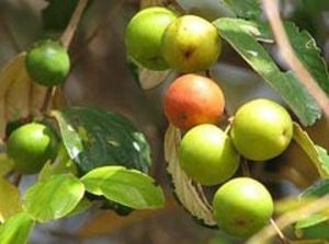 Indian Jujube
