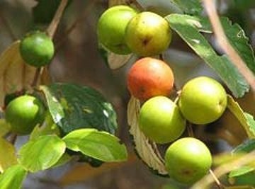 Indian Jujube
