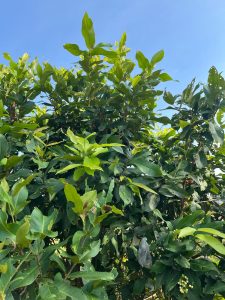 jambu air
