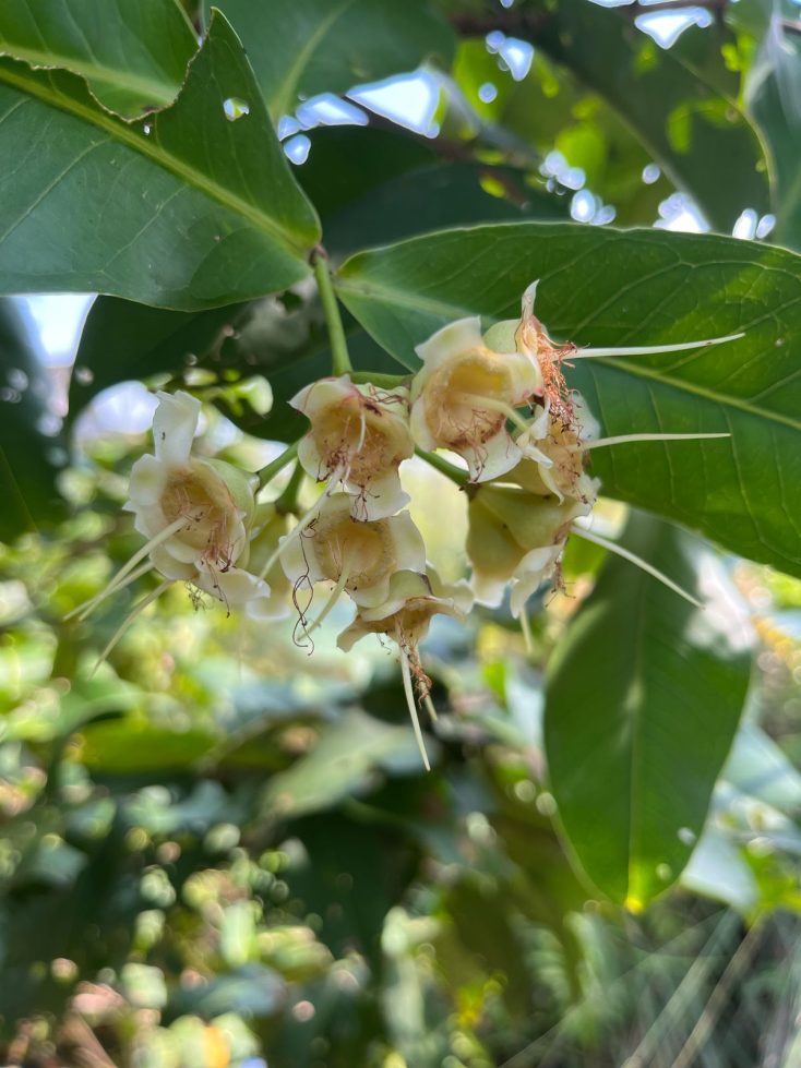 jambu air