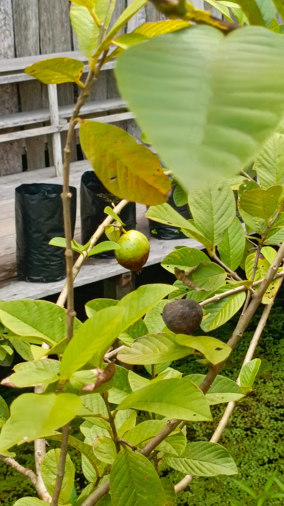jambu biji