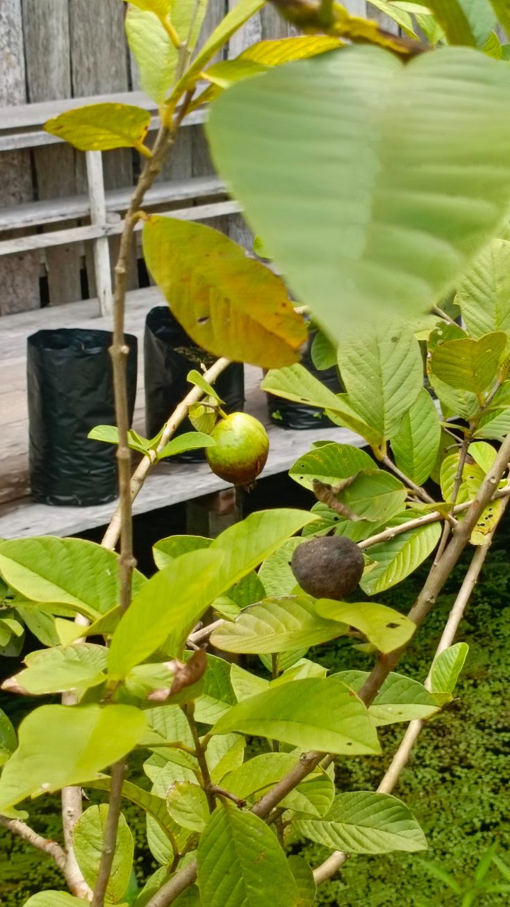 jambu biji