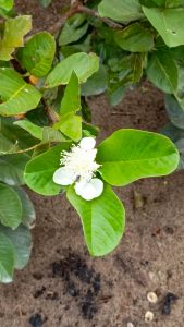 jambu biji