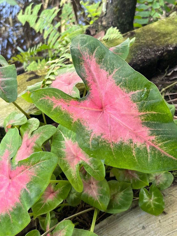 keladi merah