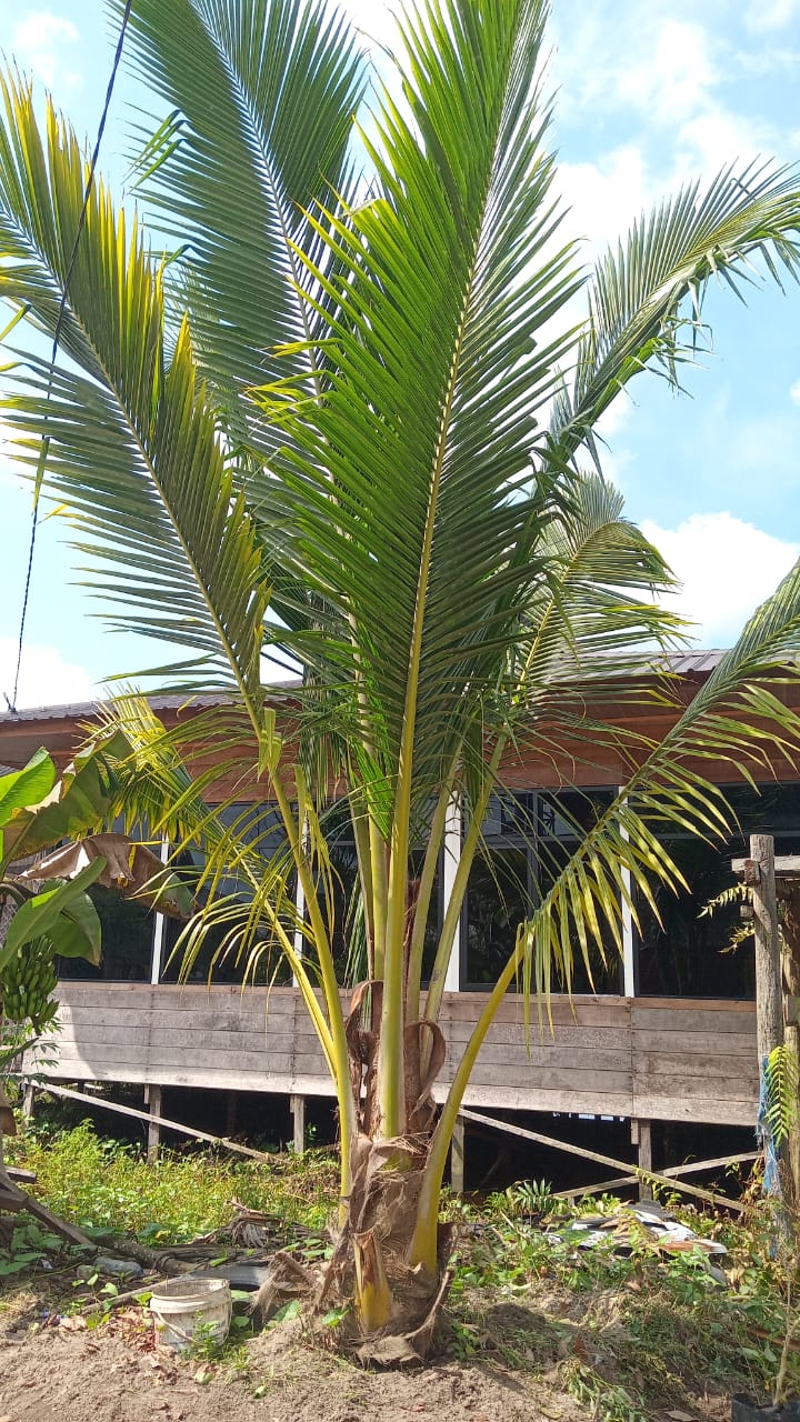 kelapa