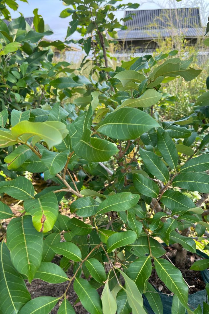 kelengkeng