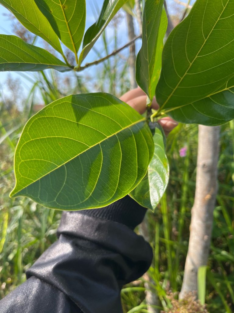Nangka