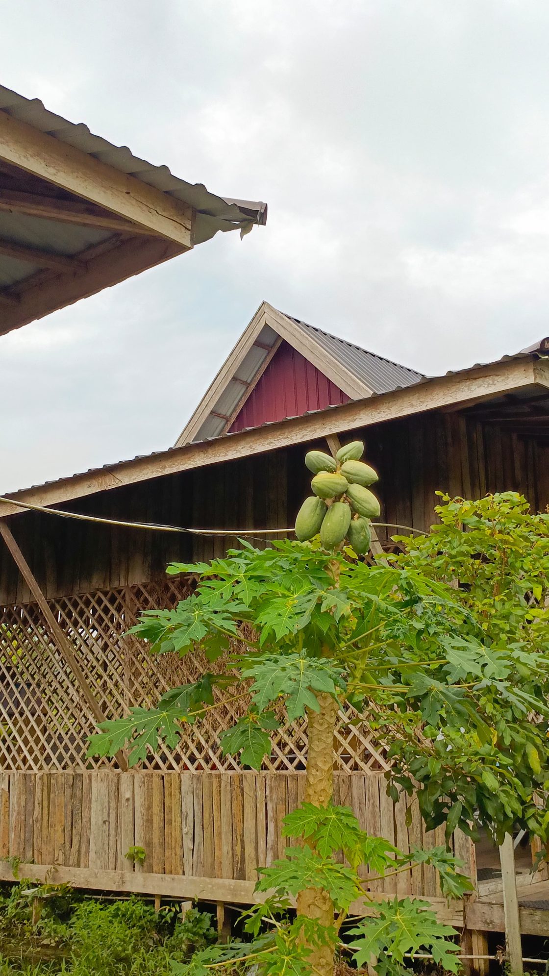 pepaya
