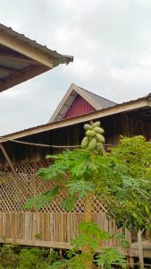 pepaya