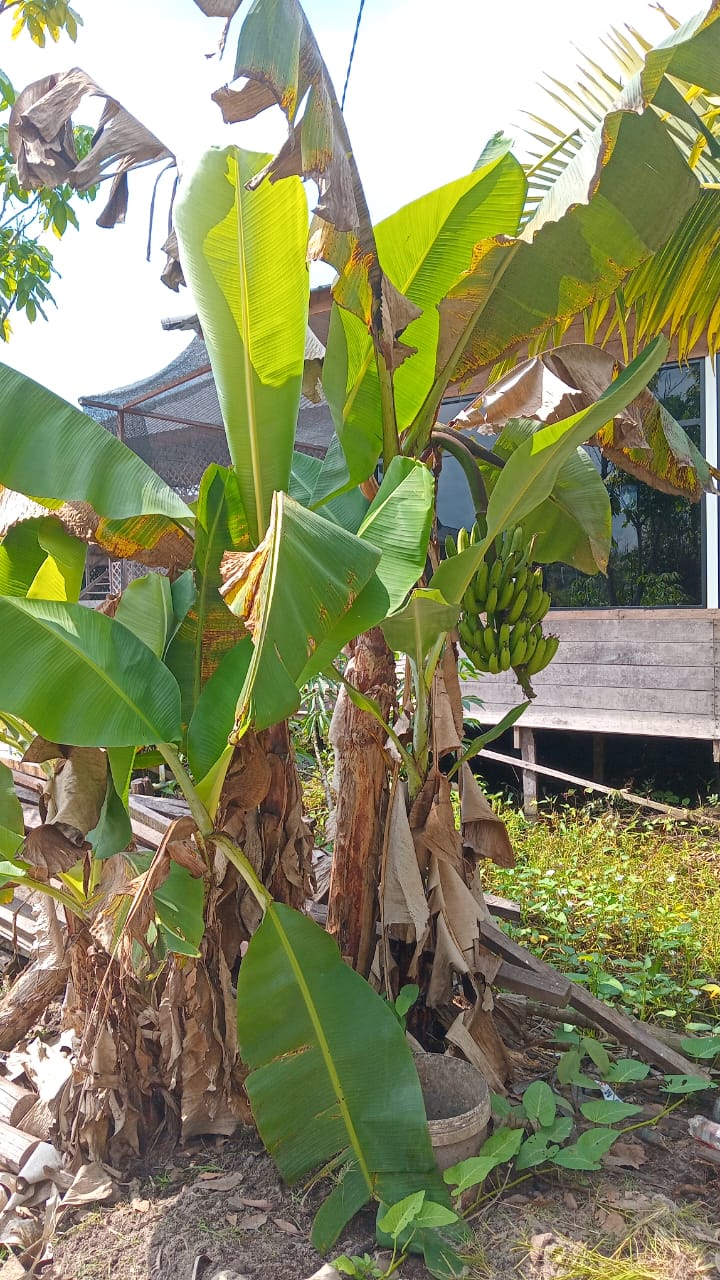 pisang