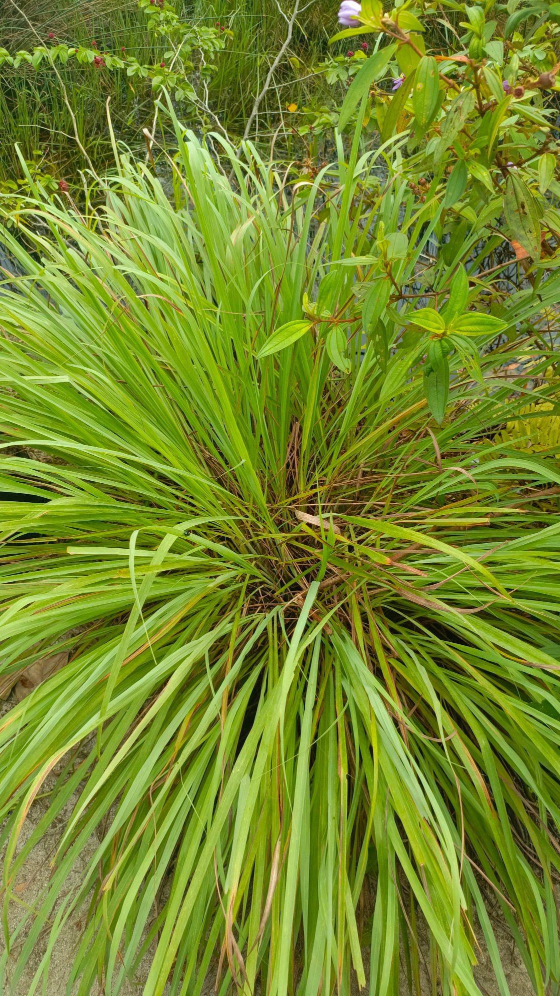 serai