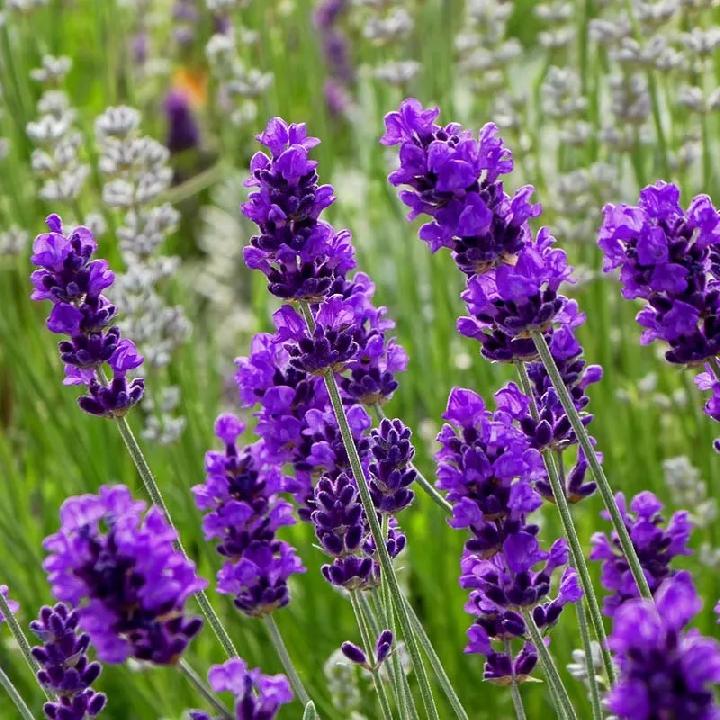 lavender
