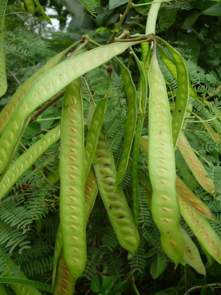 petai cina