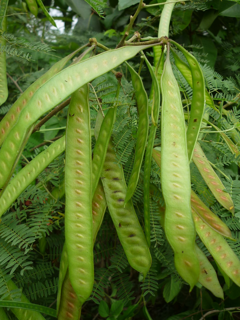 Petai Cina
