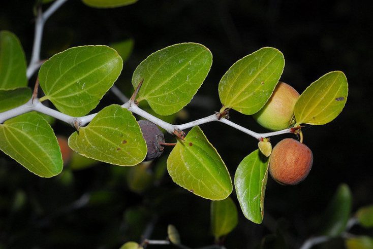 Ziziphus Lotus 1 ziziphus lotus